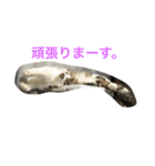 我が家の猫達2（個別スタンプ：10）