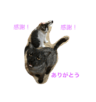 我が家の猫達2（個別スタンプ：11）