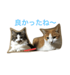 我が家の猫達2（個別スタンプ：13）