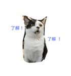 我が家の猫達2（個別スタンプ：14）