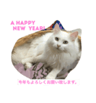 我が家の猫達2（個別スタンプ：15）