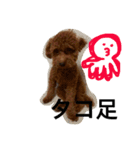 トイプードル チップのスタンプ（個別スタンプ：16）