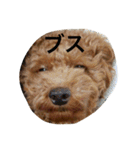 トイプードル チップのスタンプ（個別スタンプ：17）