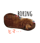 トイプードル チップのスタンプ（個別スタンプ：24）