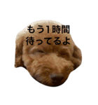 トイプードル チップのスタンプ（個別スタンプ：32）