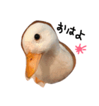 アニマル隊員〜ず（個別スタンプ：30）