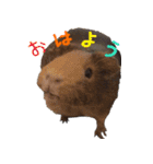 てるさんちのモルモットとプレちゃんず（個別スタンプ：1）