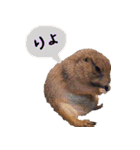 てるさんちのモルモットとプレちゃんず（個別スタンプ：2）