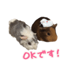 てるさんちのモルモットとプレちゃんず（個別スタンプ：3）