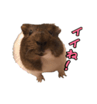 てるさんちのモルモットとプレちゃんず（個別スタンプ：4）