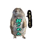 てるさんちのモルモットとプレちゃんず（個別スタンプ：10）
