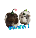 てるさんちのモルモットとプレちゃんず（個別スタンプ：14）