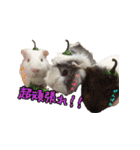 てるさんちのモルモットとプレちゃんず（個別スタンプ：15）
