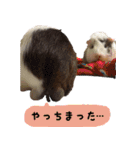 てるさんちのモルモットとプレちゃんず（個別スタンプ：19）