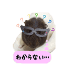 てるさんちのモルモットとプレちゃんず（個別スタンプ：21）