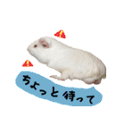 てるさんちのモルモットとプレちゃんず（個別スタンプ：26）