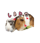 てるさんちのモルモットとプレちゃんず（個別スタンプ：27）