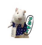 てるさんちのモルモットとプレちゃんず（個別スタンプ：33）