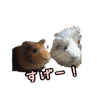 てるさんちのモルモットとプレちゃんず（個別スタンプ：36）