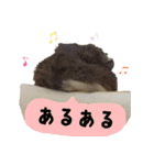てるさんちのモルモットとプレちゃんず（個別スタンプ：39）