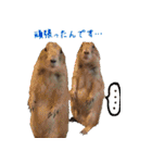 てるさんちのモルモットとプレちゃんず（個別スタンプ：40）