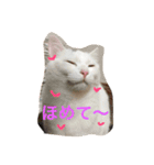 まめめこ（個別スタンプ：2）
