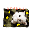 まめめこ（個別スタンプ：5）