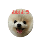 fuwafuwaponchan（個別スタンプ：1）