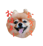 ポメのぷー（個別スタンプ：1）