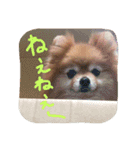 ポメのぷー（個別スタンプ：6）