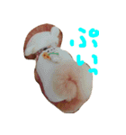 ポメのぷー（個別スタンプ：9）