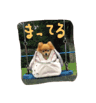 ポメのぷー（個別スタンプ：13）