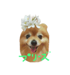 ポメのぷー（個別スタンプ：14）