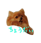 ポメのぷー（個別スタンプ：18）