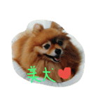 ポメのぷー（個別スタンプ：22）