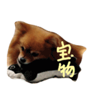ポメのぷー（個別スタンプ：23）