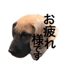 グレートデン（個別スタンプ：3）