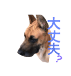 グレートデン（個別スタンプ：14）