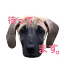 グレートデン（個別スタンプ：20）