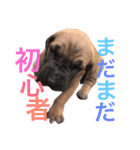 グレートデン（個別スタンプ：21）