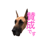 グレートデン（個別スタンプ：33）