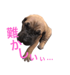 グレートデン（個別スタンプ：40）