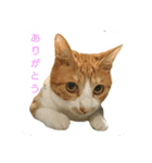 むぎトム2（個別スタンプ：1）