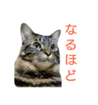 むぎトム2（個別スタンプ：4）