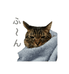 むぎトム2（個別スタンプ：6）