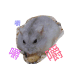 cute mice daily（個別スタンプ：1）