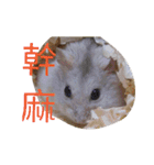 cute mice daily（個別スタンプ：5）