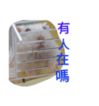 cute mice daily（個別スタンプ：8）