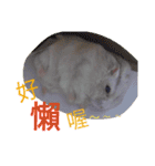 cute mice daily（個別スタンプ：11）