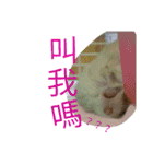 cute mice daily（個別スタンプ：12）